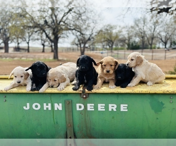 Medium Photo #1 Goldendoodle Puppy For Sale in BRIDGEPORT, TX, USA