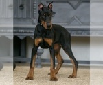 Small Photo #38 Doberman Pinscher Puppy For Sale in WARSAW, IN, USA