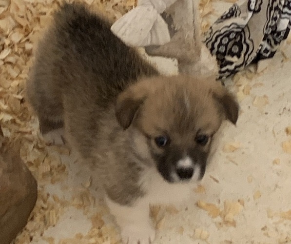 Medium Photo #3 Pembroke Welsh Corgi Puppy For Sale in BURLESON, TX, USA