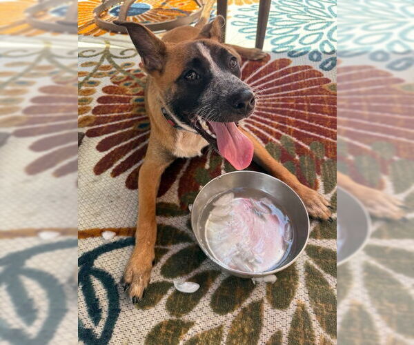 Medium Photo #4 German Shepherd Dog-Unknown Mix Puppy For Sale in Oakhurst, NJ, USA