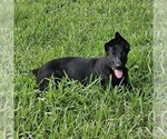 Small #3 German Shepherd Dog