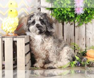 Shih-Poo Puppy for sale in MOUNT VERNON, OH, USA