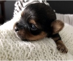 Small Photo #7 Yorkshire Terrier Puppy For Sale in SEYMOUR, IN, USA