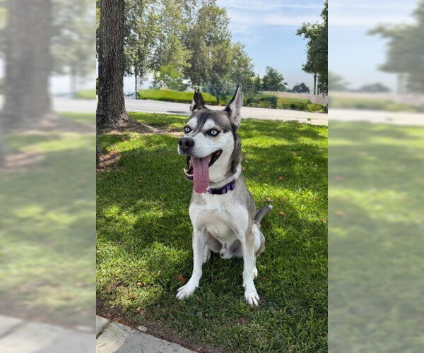 Medium Photo #2 Siberian Husky-Unknown Mix Puppy For Sale in Redlands, CA, USA