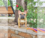 Small Photo #4 French Bulldog Puppy For Sale in GRANDVIEW, MO, USA