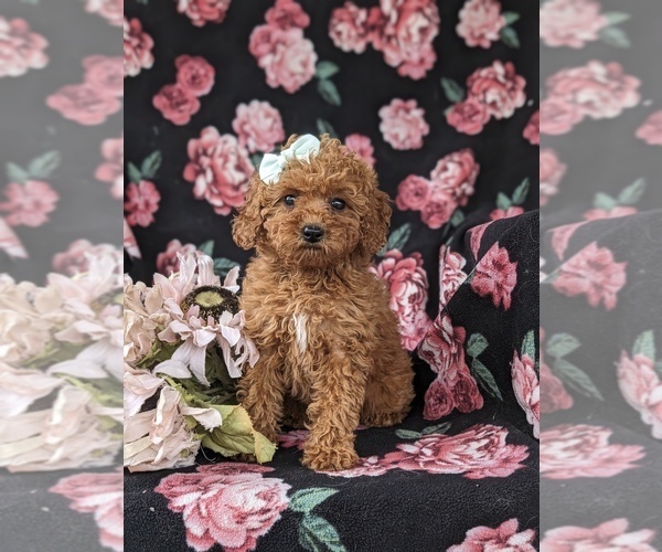 Medium Photo #1 Goldendoodle (Miniature) Puppy For Sale in STEVENS, PA, USA