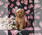 Small Photo #1 Goldendoodle (Miniature) Puppy For Sale in STEVENS, PA, USA