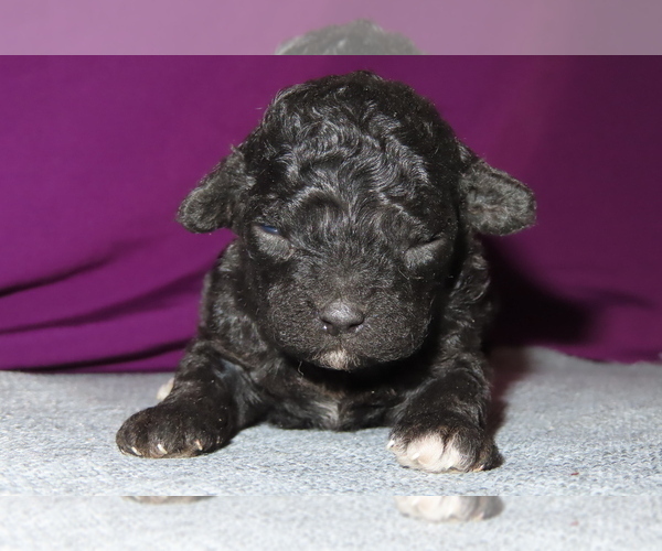 Medium Photo #10 Poodle (Miniature) Puppy For Sale in MEMPHIS, MO, USA