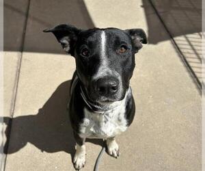 Mutt Dogs for adoption in Martinez, CA, USA