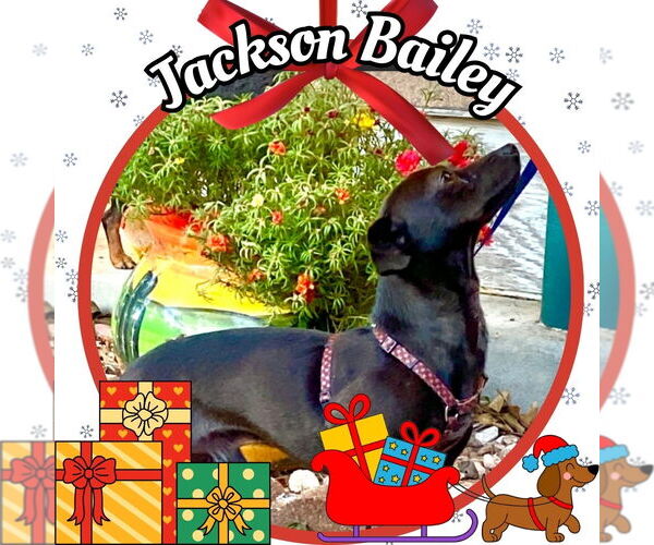 Medium Photo #1 Chiweenie Puppy For Sale in San Antonio, TX, USA