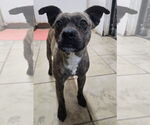 Small #1 Boston Terrier Mix