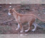 Small Photo #6 Catahoula Leopard Dog-Labrador Retriever Mix Puppy For Sale in Sebec, ME, USA