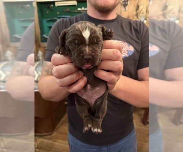 Medium Photo #2 Labradinger Puppy For Sale in NEW CONCORD, OH, USA