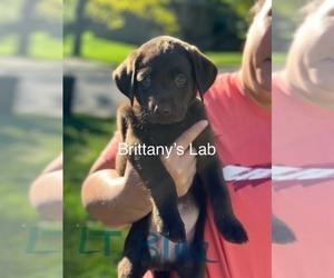 Labrador Retriever Puppy for Sale in SAINT JOSEPH, Missouri USA