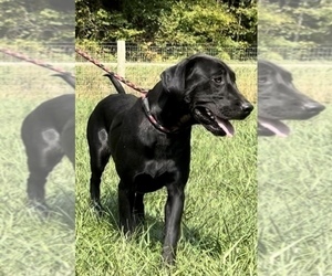 Mother of the Labrador Retriever puppies born on 04/02/2026