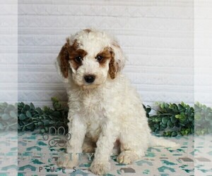 Goldendoodle (Miniature) Puppy for sale in LITITZ, PA, USA