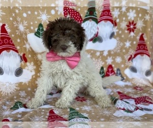 Labradoodle Puppy for sale in LANCASTER, PA, USA