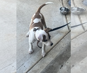Bullypit-Unknown Mix Puppy for sale in JONESBORO, GA, USA