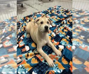 Rottweiler-Siberian Husky Mix Dogs for adoption in Stockton, CA, USA