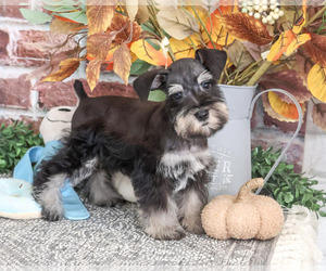 Schnauzer (Miniature) Puppy for sale in SYRACUSE, IN, USA