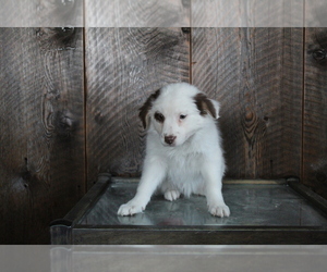 Australian Shepherd Puppy for sale in EVART, MI, USA