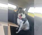 Small #3 American Pit Bull Terrier Mix