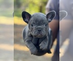 Small French Bulldog