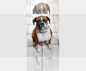 Boxer Dogs for adoption in Austin, TX, USA