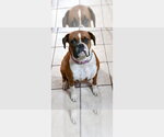 Small Boxer
