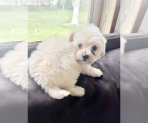 Mal-Shi Puppy for sale in EVERETT, WA, USA