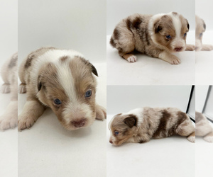 Australian Shepherd Puppy for sale in BROOKER, FL, USA