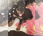 Small Photo #2 Rottweiler Puppy For Sale in COMPTON, CA, USA