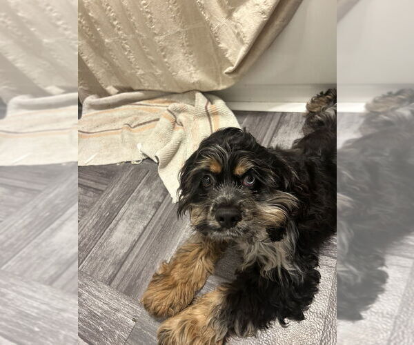 Medium Photo #4 Cocker Spaniel Puppy For Sale in Aurora, IN, USA