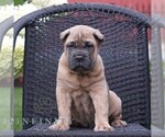 Small Cane Corso