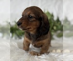 Small #7 Dachshund