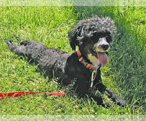 Poodle (Miniature) Dogs for adoption in LAKE ST LOUIS, MO, USA