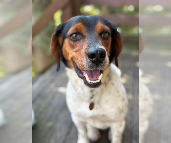 Medium Photo #5 Beagle-Unknown Mix Puppy For Sale in Germantown, OH, USA