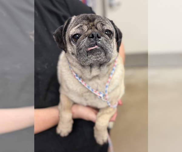 Medium Photo #3 Pug-Unknown Mix Puppy For Sale in Woodbury, NY, USA