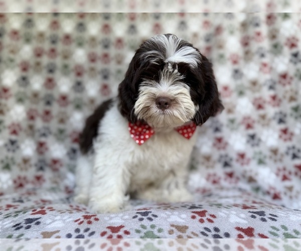 Medium Photo #7 ShihPoo Puppy For Sale in LAKELAND, FL, USA