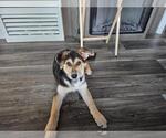 Small #3 Australian Shepherd-German Shepherd Dog Mix