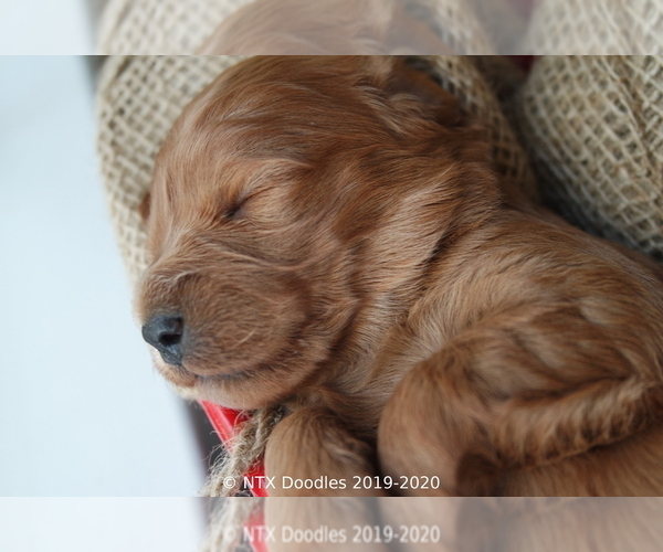 Medium Photo #25 Goldendoodle Puppy For Sale in DENISON, TX, USA