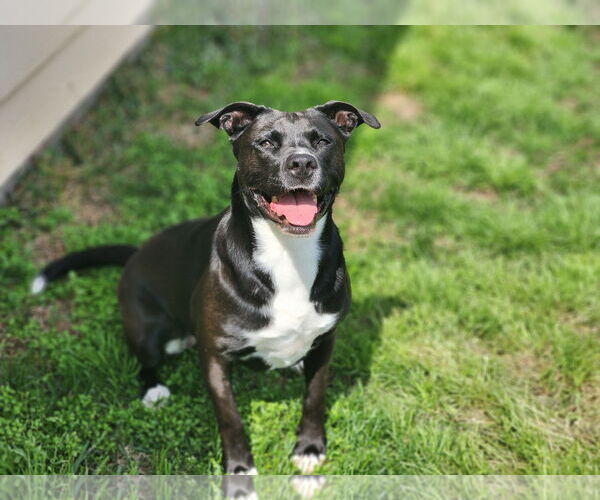 Medium Photo #20 American Staffordshire Terrier-Unknown Mix Puppy For Sale in Rosenberg, TX, USA