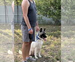 Small #2 Akita