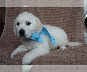 Golden Retriever Puppy for sale in SHILOH, OH, USA