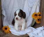 Small Photo #33 Cock-A-Poo Puppy For Sale in GOSHEN, IN, USA