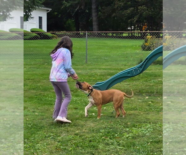 Medium Photo #4 Boxer-Unknown Mix Puppy For Sale in Brewster, NY, USA
