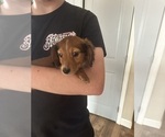 Small #4 Dachshund
