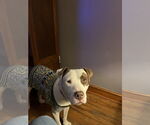 Small #12 American Staffordshire Terrier Mix