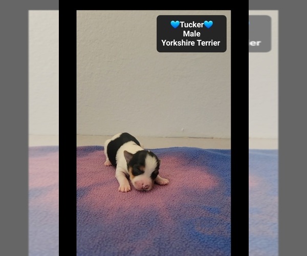 Medium Photo #3 Yorkshire Terrier Puppy For Sale in TUCSON, AZ, USA