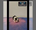 Tucker - Male Yorkshire Terrier Puppy for Sale - Photo #3